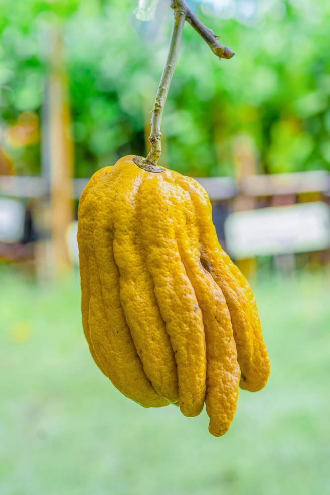 Citrus medica var. sarcodactylus, Fingered citron of Buddha's Hand, fruit is fragrant for perfume photo