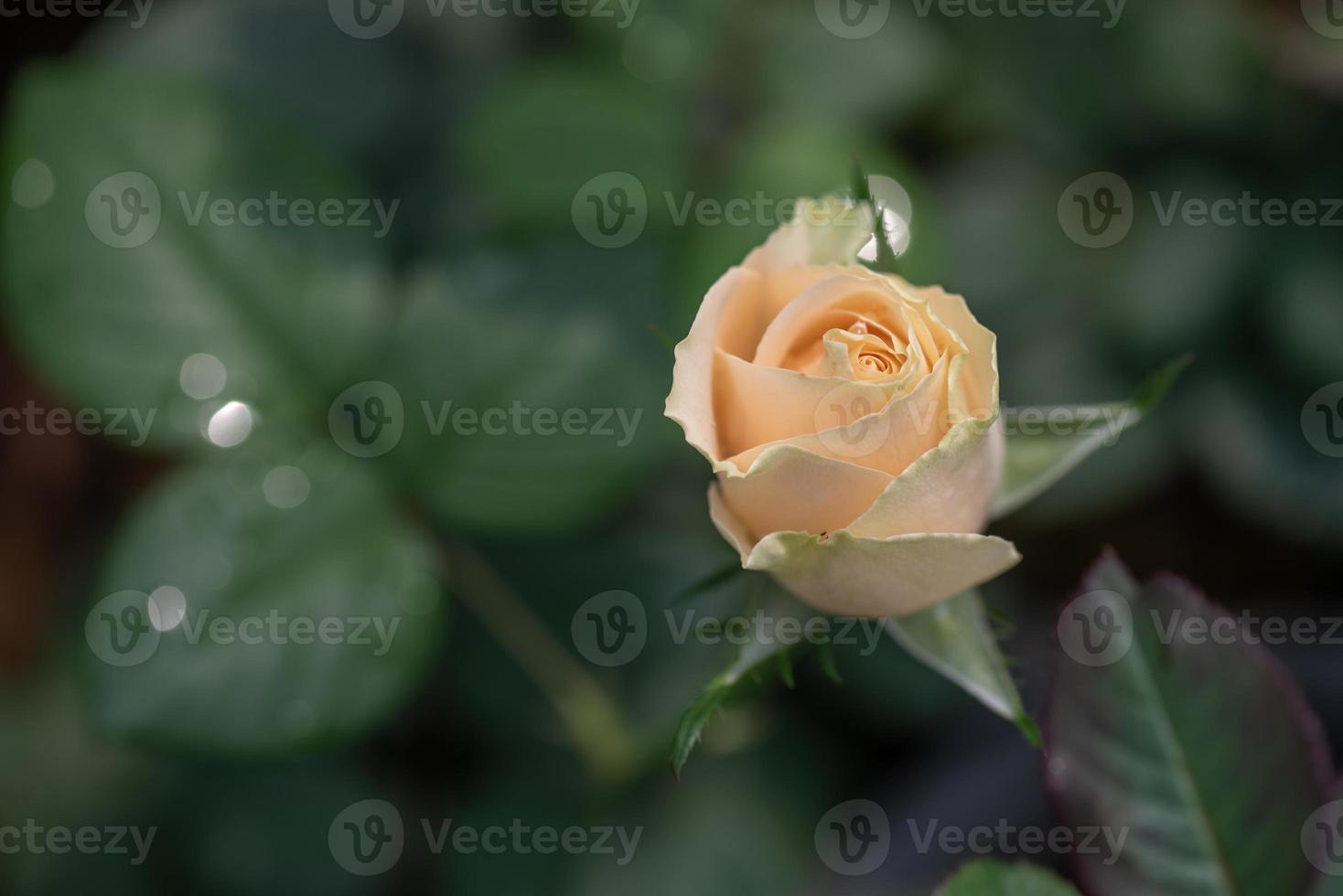 rosas amarillas sobre un fondo verde foto