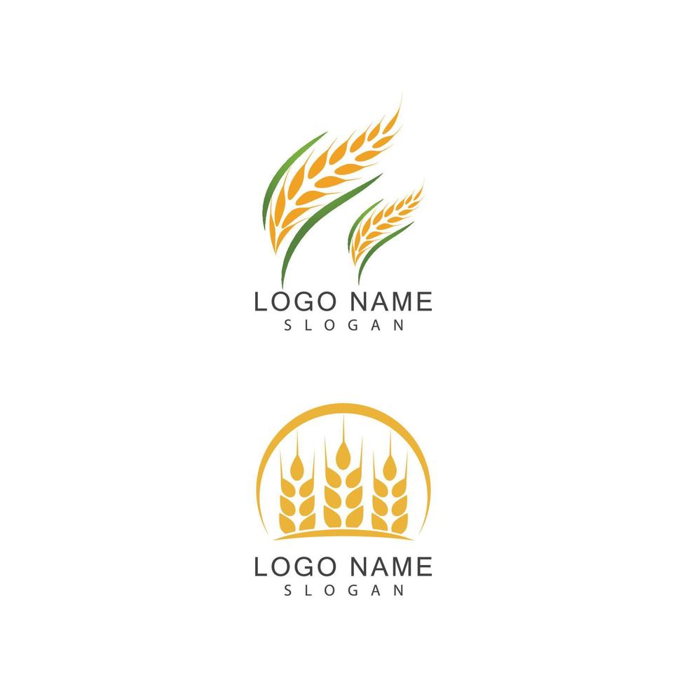 Agriculture wheat vector icon design