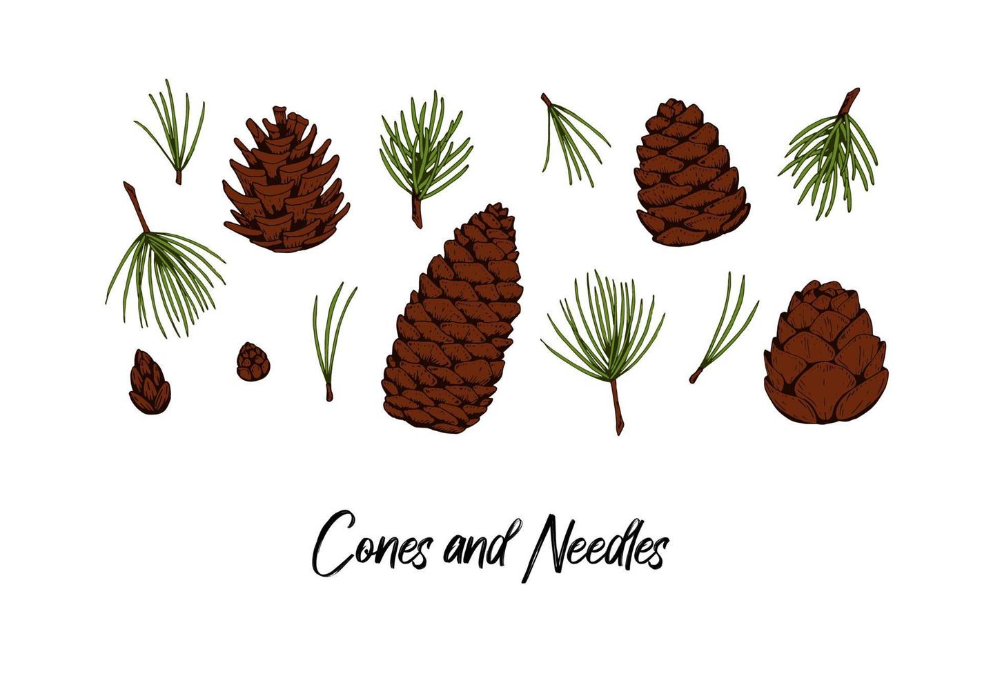 Set of hand drawn Christmas tree cones and needles isolated on white. Vector illustration in colored sketch style. Christmas and New Year decor element