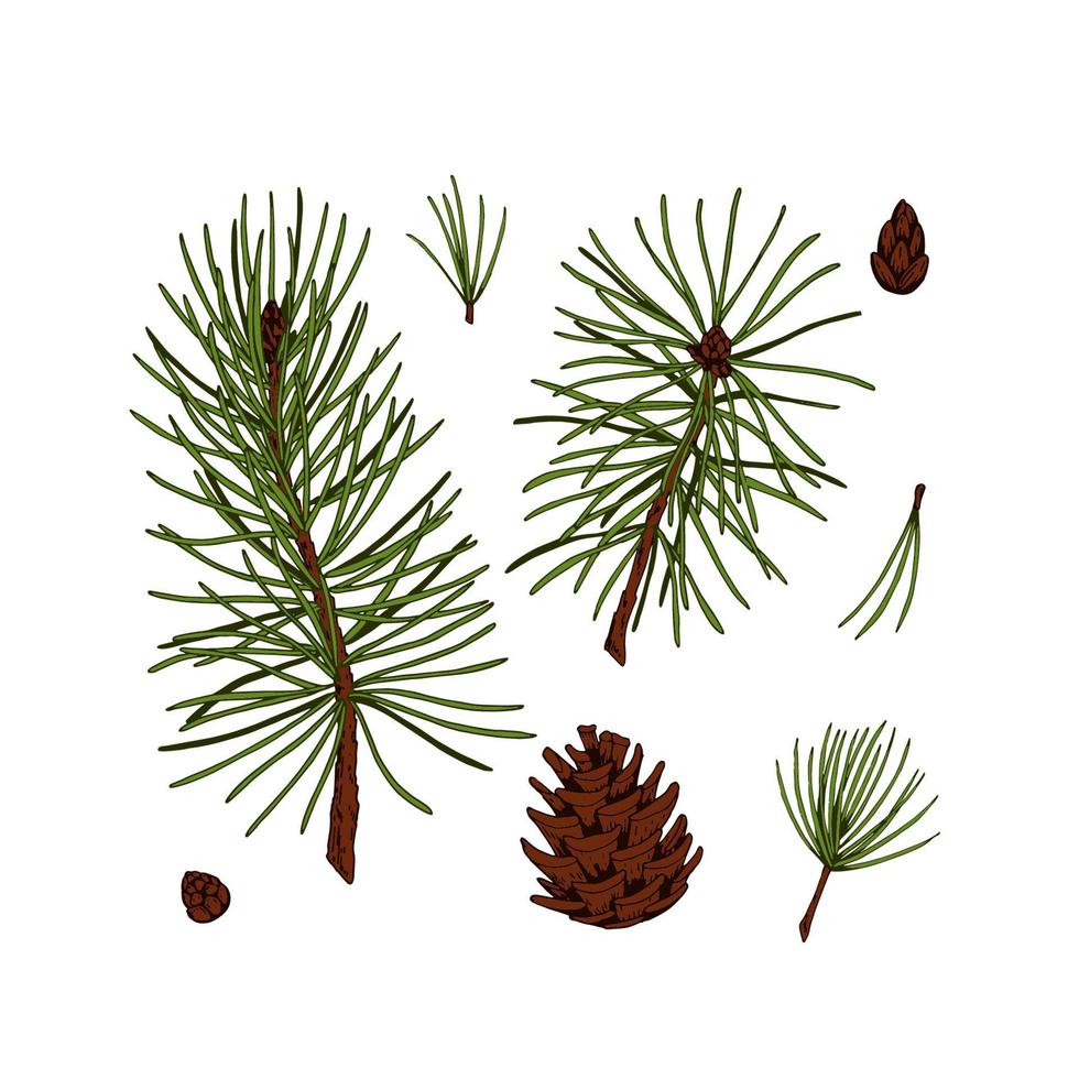 Set of pine tree decor elements in colored sketch style isolated on white background. Vector illustration of fir branches and cones Christmas and New Year decoration
