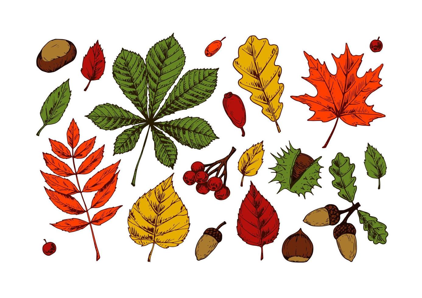 conjunto de elementos de diseño de bosque otoñal incluidos. Clipart de otoño dibujado a mano con hojas, bellotas, bayas, castañas. ilustración vectorial aislado en blanco. boceto coloreado vector