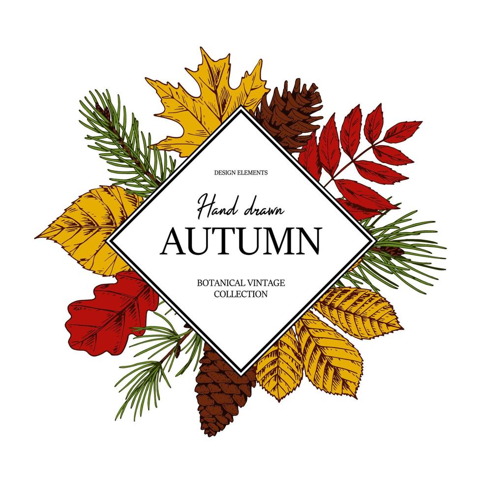 Hand drawn square autumn botanical frame with leaves, cone, fir tree branch. Vector illustration in colored sketch style isolated on white. Realistic forest design elements Space for text