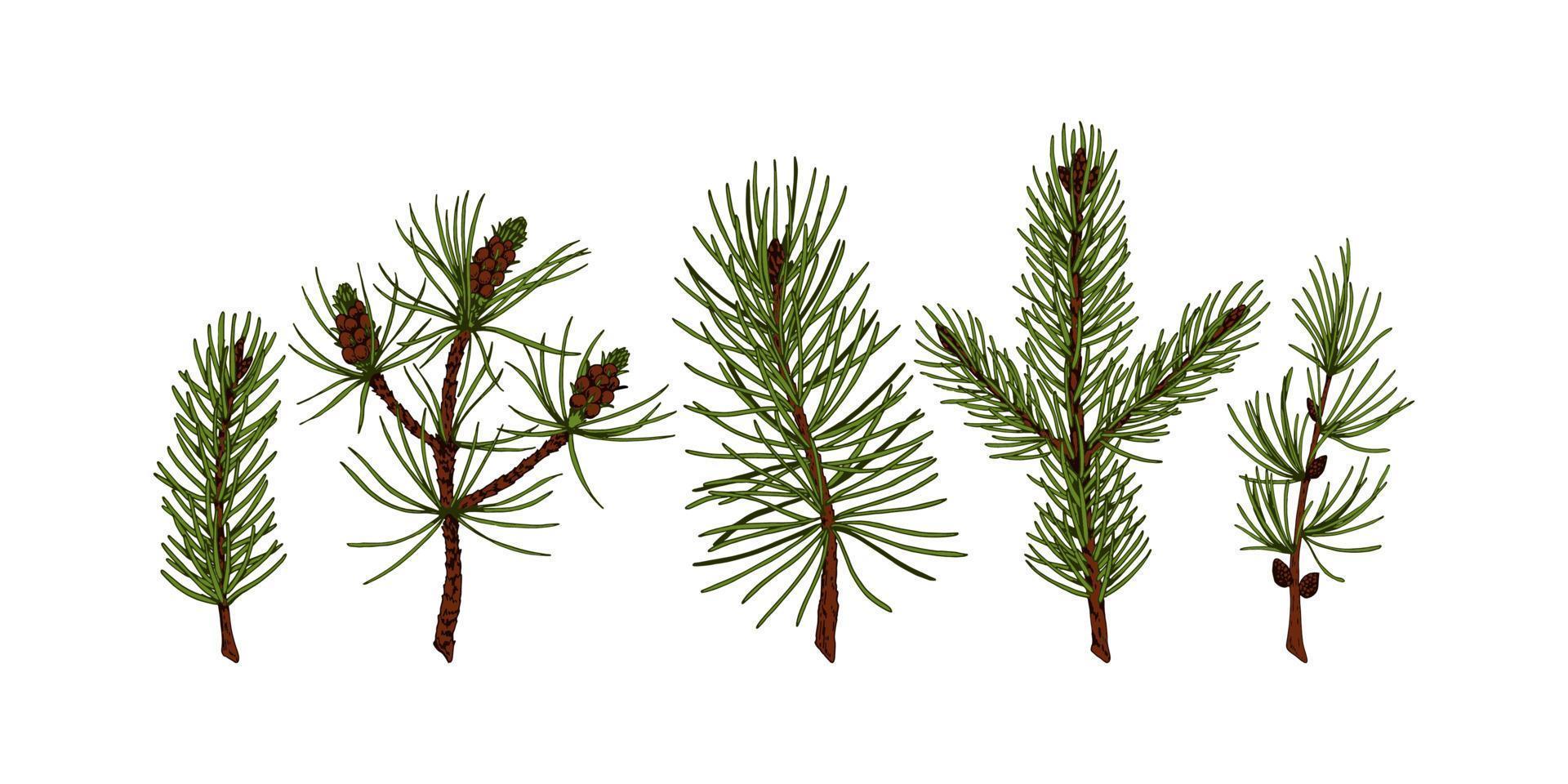 conjunto de plantas de hoja perenne dibujadas a mano en estilo boceto coloreado aislado sobre fondo blanco. ilustración vectorial de pino, abeto, alerce, ramas de árboles de Navidad. elemento de decoración de navidad y año nuevo vector