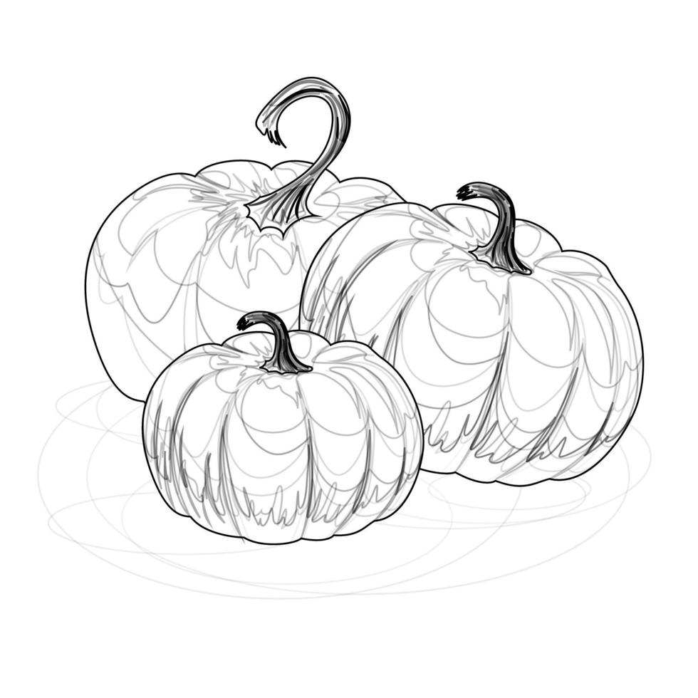 pumpkins in lines Isolated on white background vector