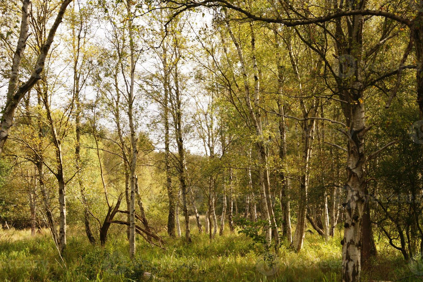 The bog of Ruebke nature reserve photo