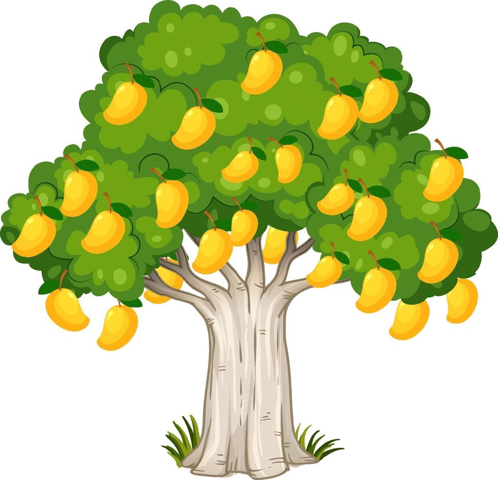 Yellow mango tree isolated on white background vector