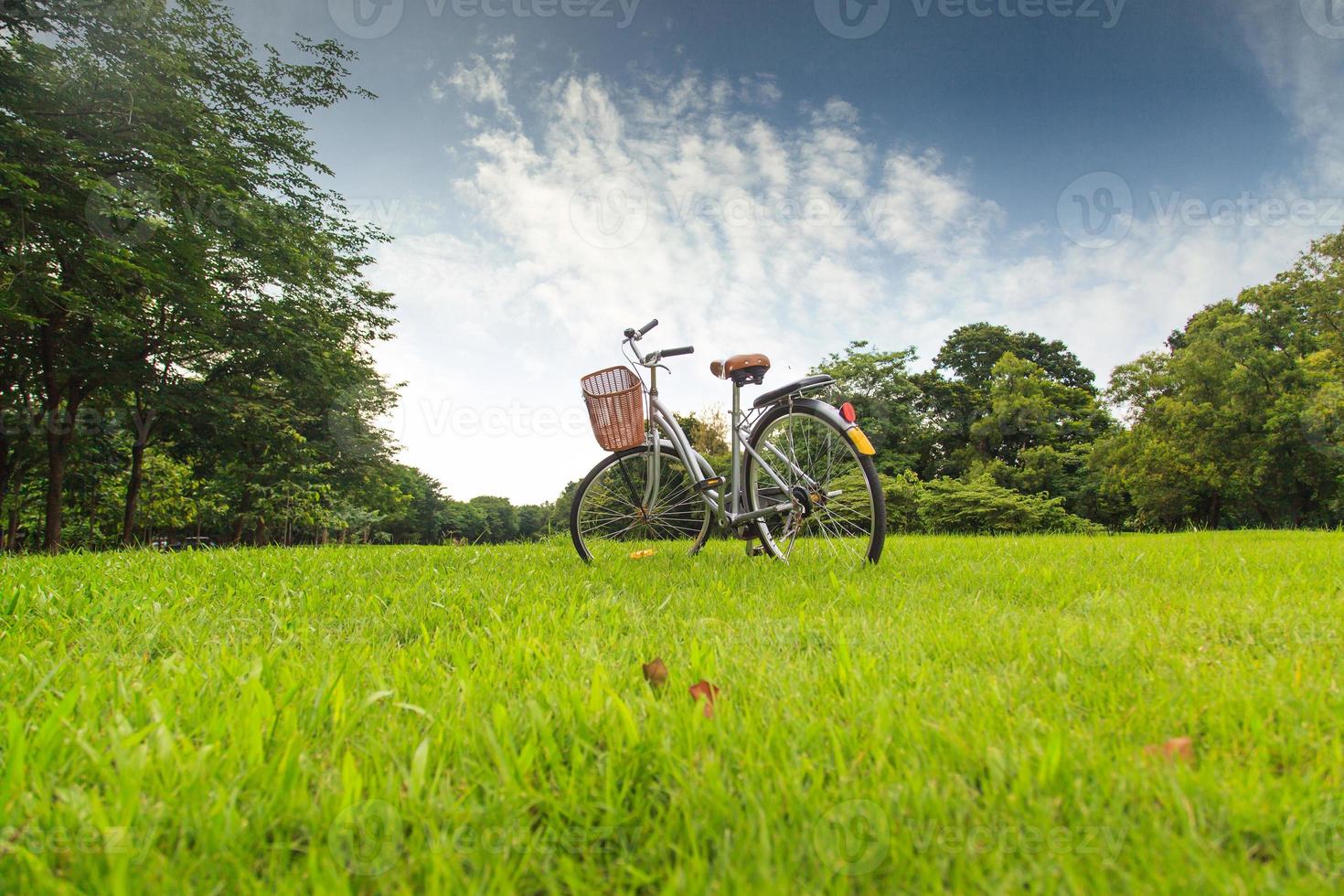 Bicycles in the park photo
