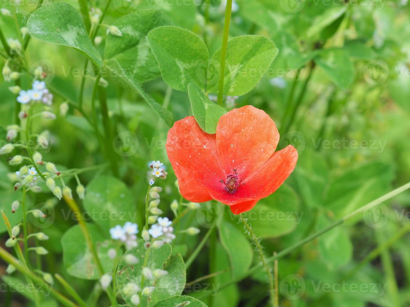 planta de papaver también conocida como papaveraceae, flor roja foto