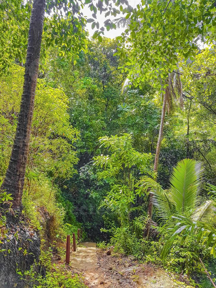 Ruta de senderismo en el bosque de la selva tropical palmeras Koh Samui Tailandia. foto