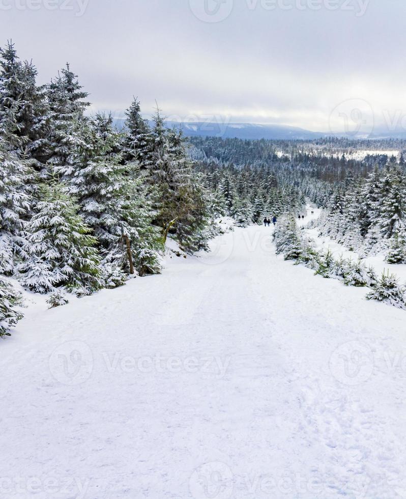 Snowed in icy fir trees landscape Brocken mountain Harz Germany photo