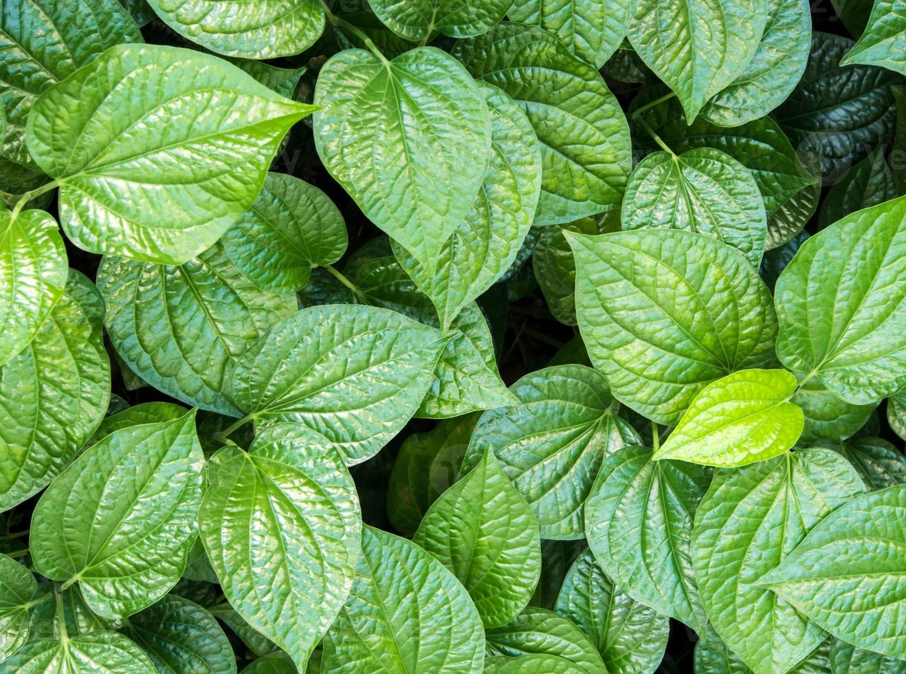 hojas de piper sarmentosum, fondo de plantas de hierba foto