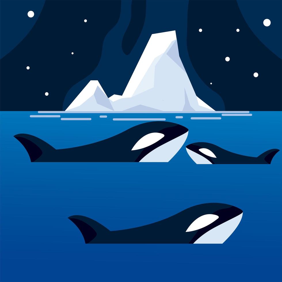 orca ballenas iceberg mar polo norte noche vector