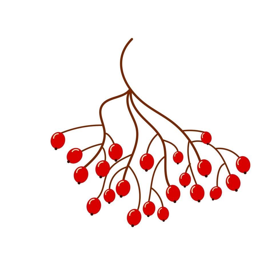 Red ripe rowan berries bunche vector