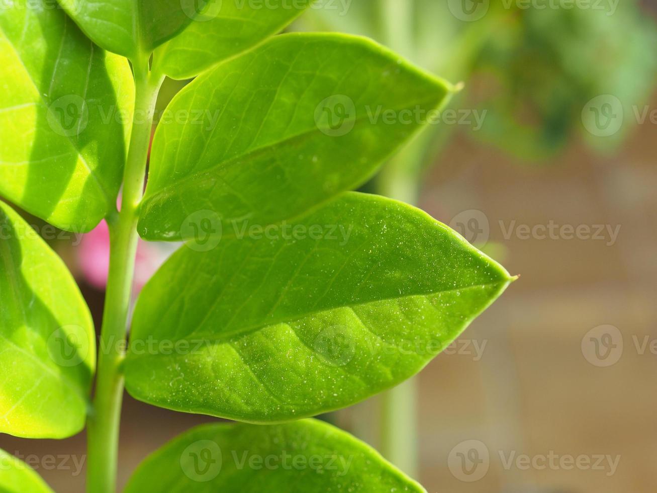 planta de zamia también conocida como hoja de zamia furfuracea foto