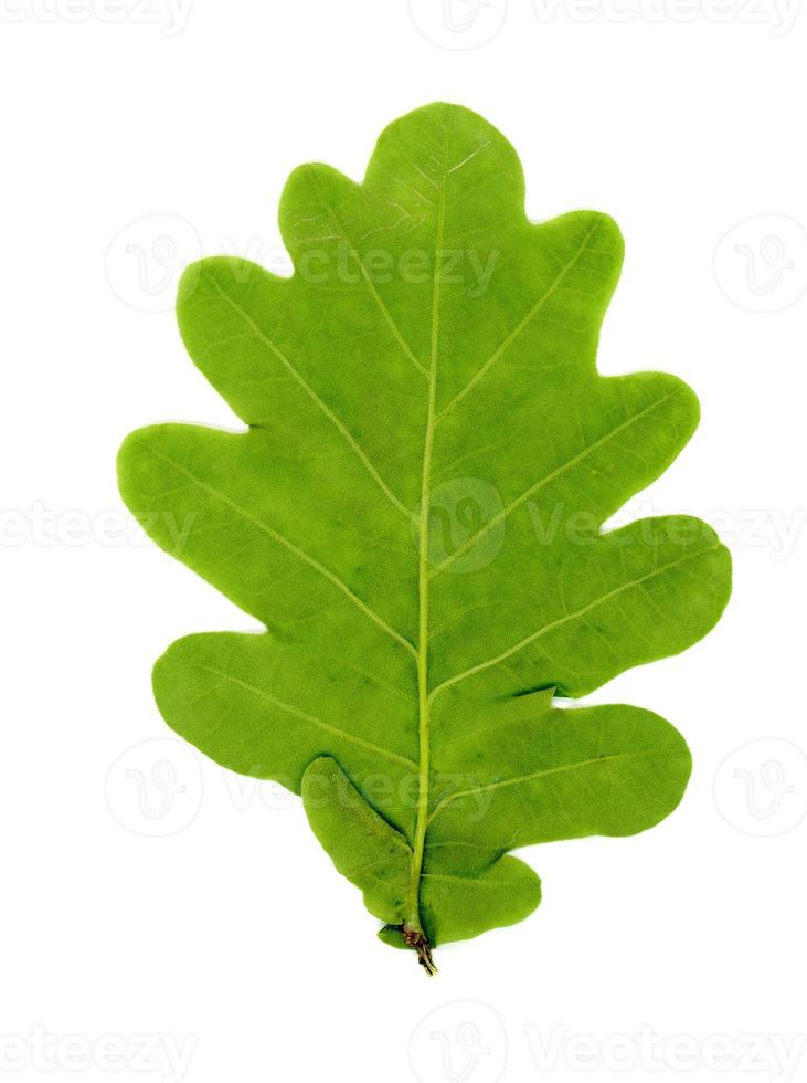 Oak tree leaf over white photo