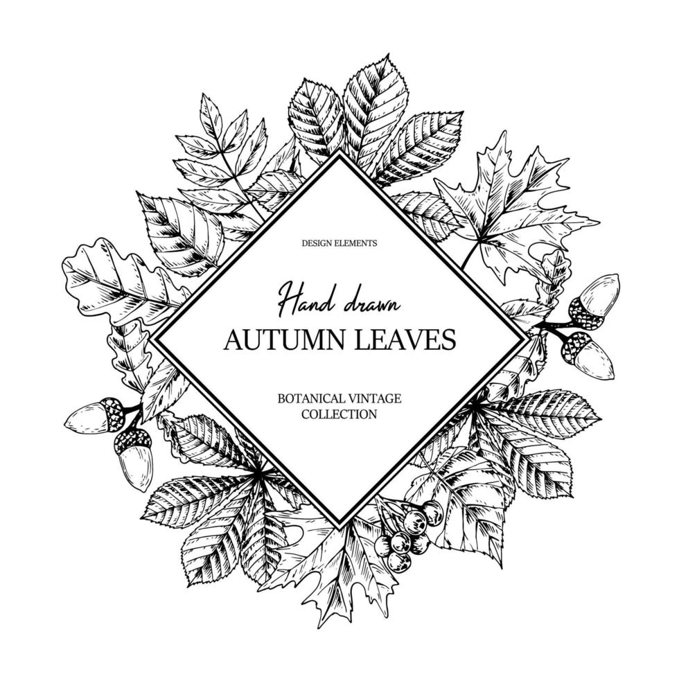 Hand drawn square autumn botanical frame with falling leaves, acorn and berries. Vector illustration in sketch style isolated on white. Realistic forest design elements Space for text