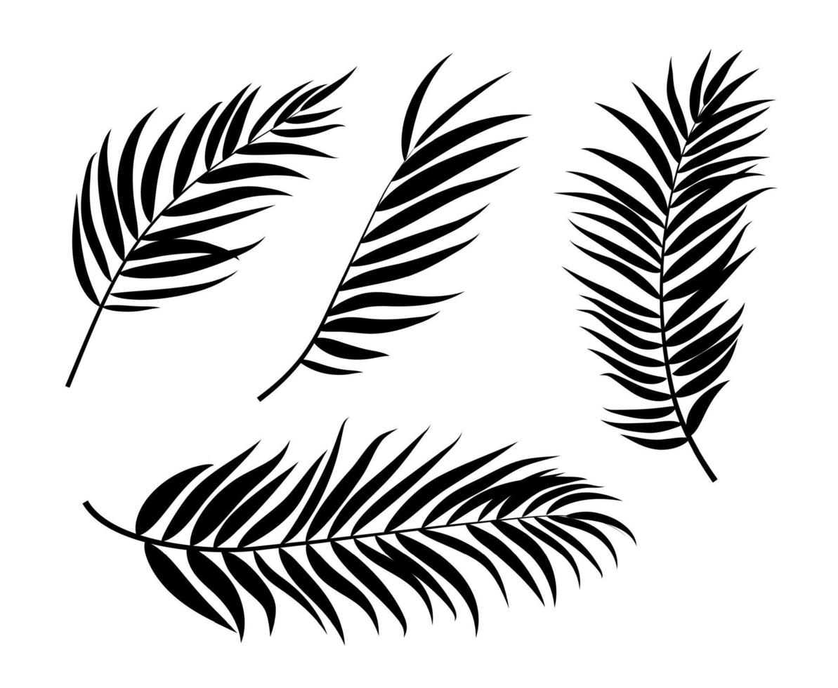 Beautiful Palm Tree Leaf  Silhouette Background Vector Illustration