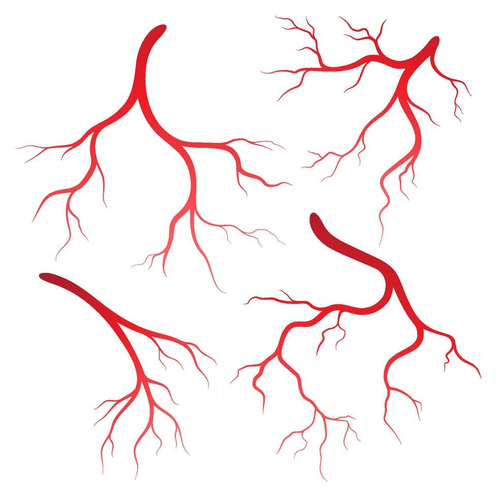 Human veins and arteries illustration vector