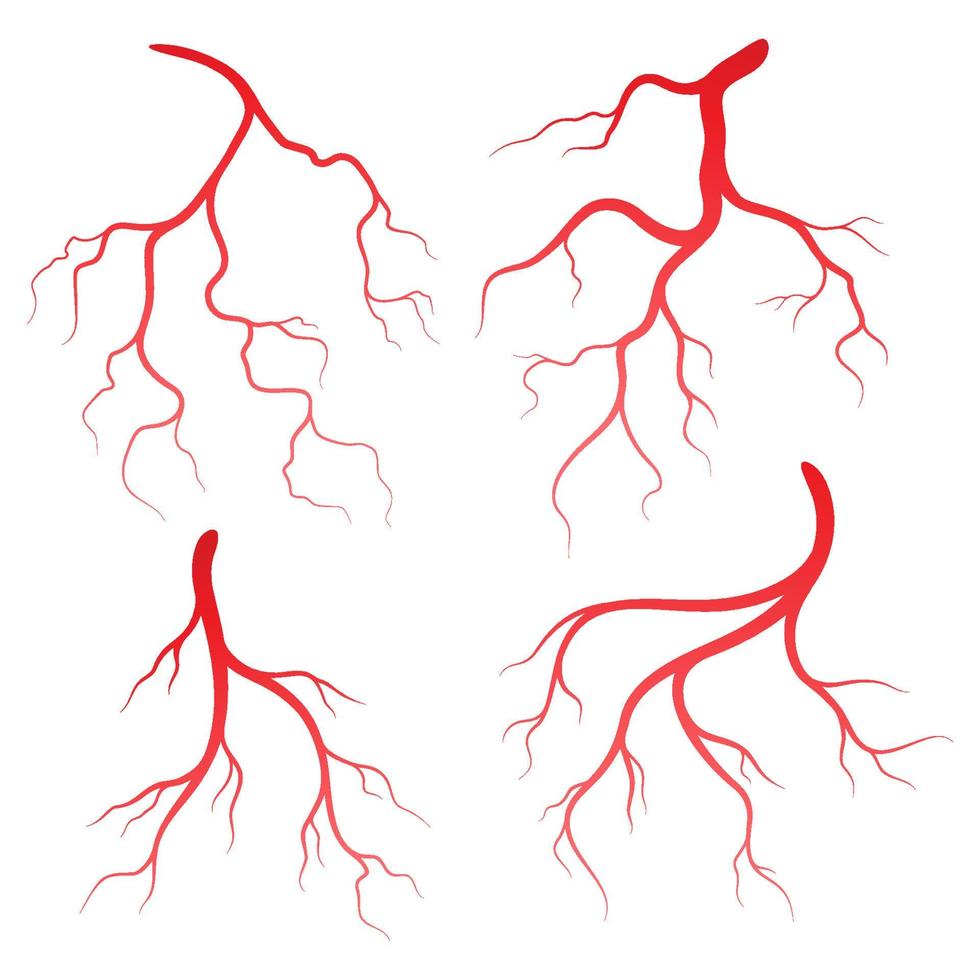 Human veins and arteries illustration vector