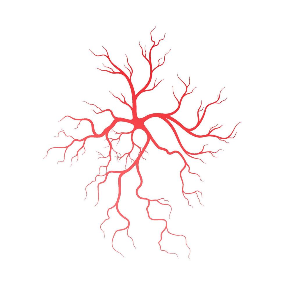 Human veins and arteries illustration vector