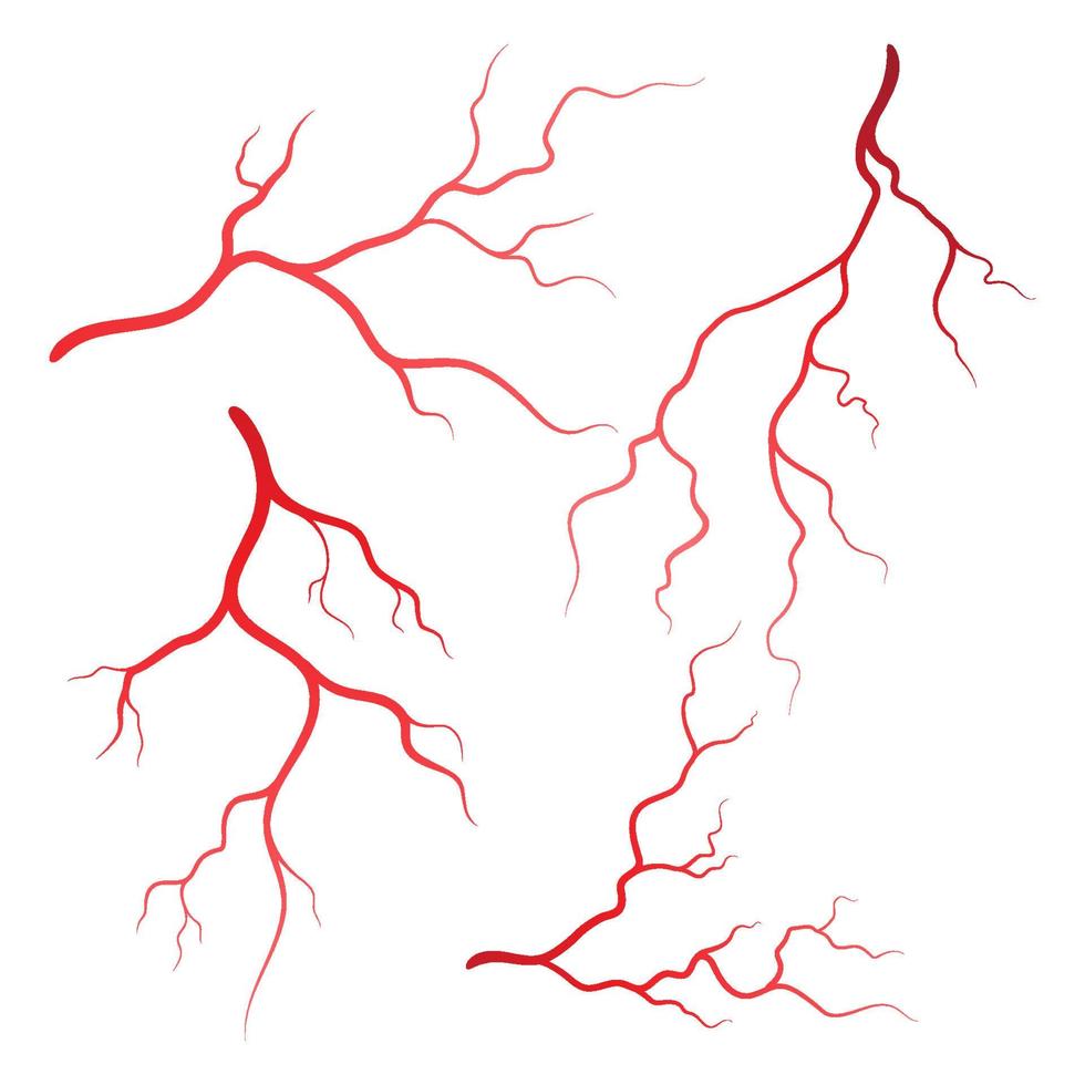 Human veins and arteries illustration vector