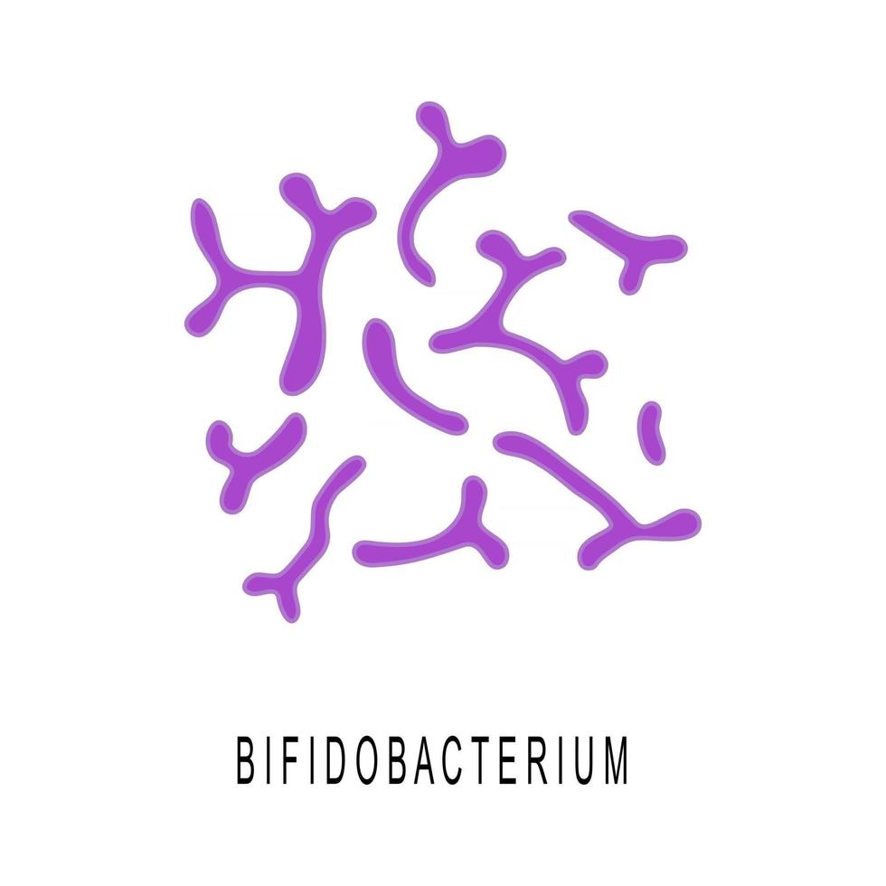 Bifidobacterium colony. Probiotics, beneficial bacterias for human health and beauty. Good microorganisms under microscope vector