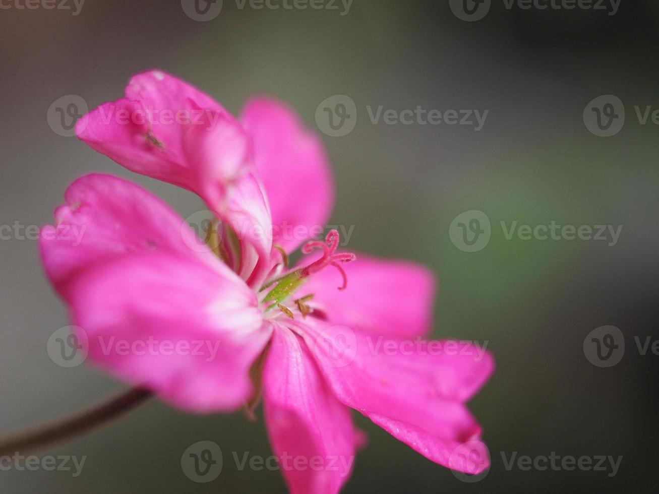 Pink geranium flower selective focus photo