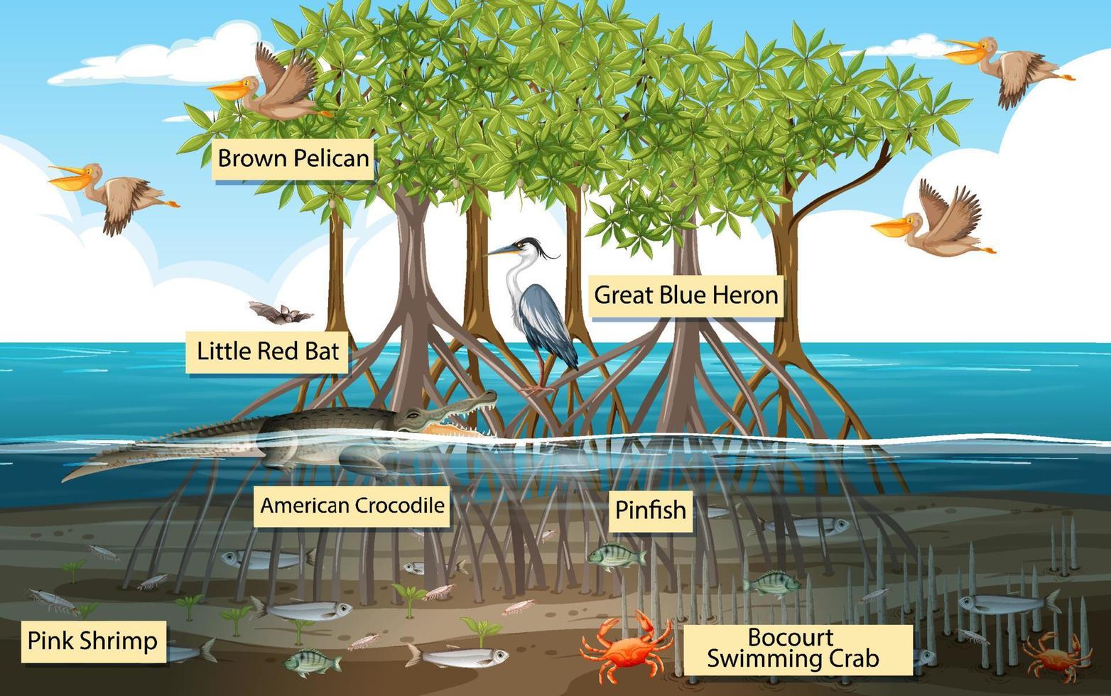 Escena del bosque de manglares y animales con nombre de etiqueta. vector