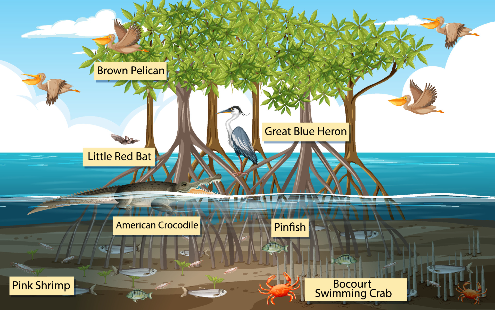 Mangrove Tree Diagram Biology Diagrams