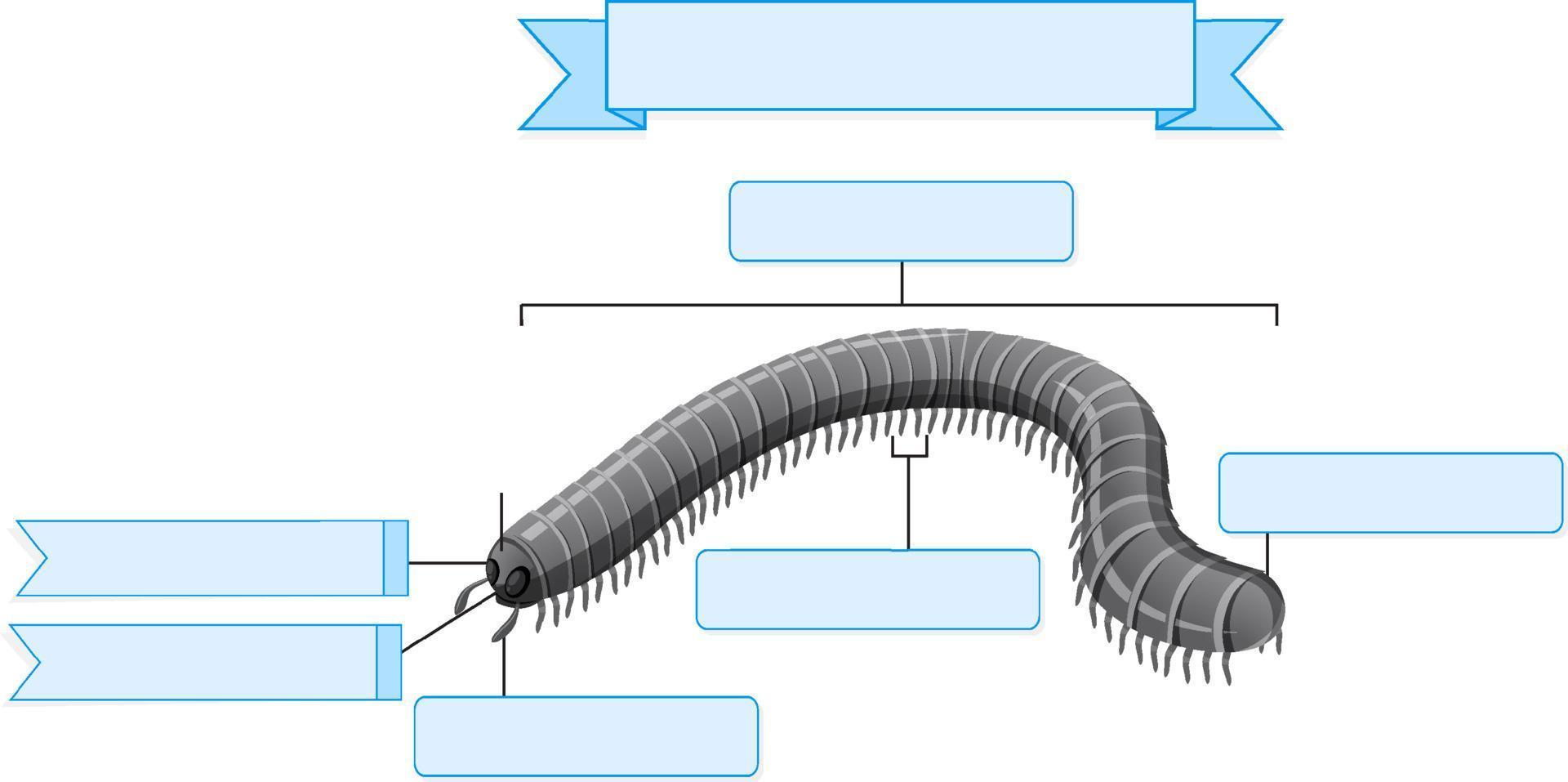 External Anatomy of  millipede worksheet vector
