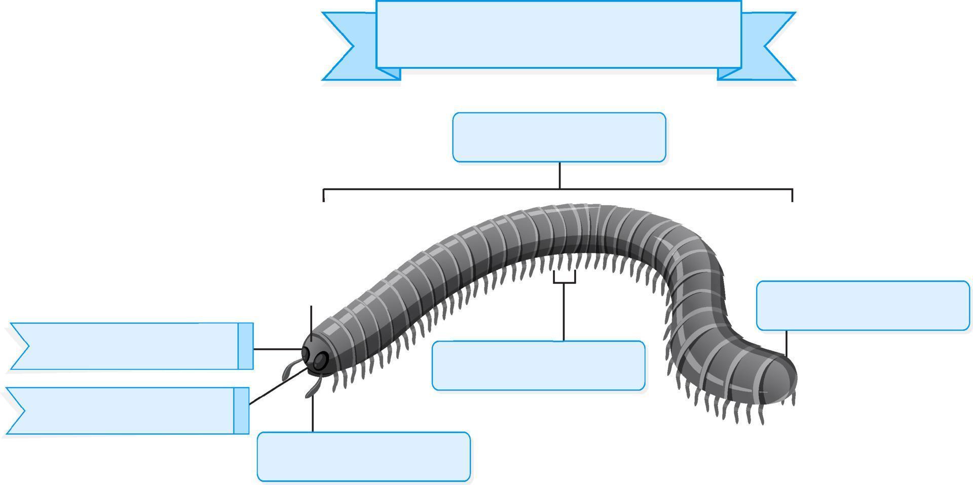 hoja de trabajo de anatomía externa de milpiés vector