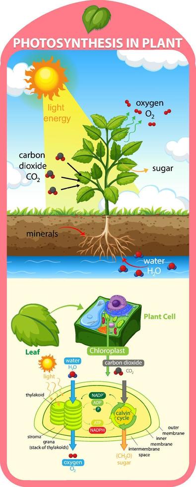 Diagram showing process of photosynthesis in plant vector