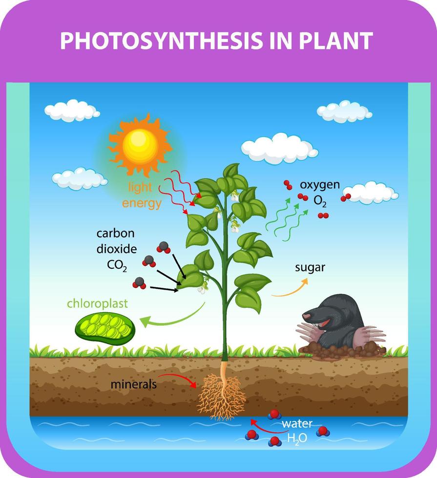 proceso de fotosíntesis en planta vector