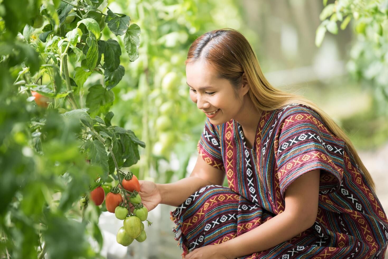 La agricultora control de tomate en la granja de tomates foto