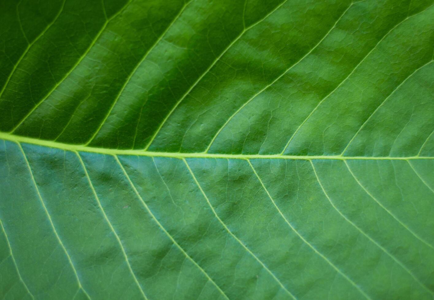 Green Leaf texture background photo