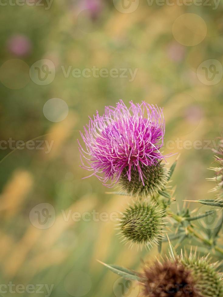 wild burdock flower on a green meadow photo