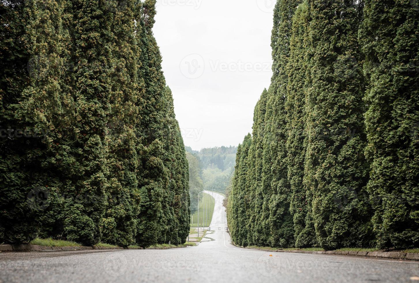 Cypress trees alley photo