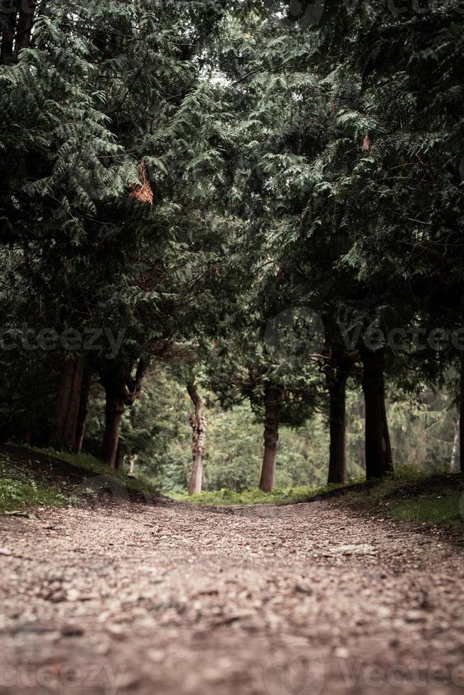 pathway in the misty pine forest photo