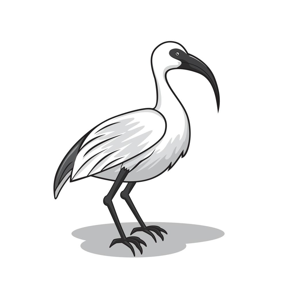 White Ibis Bird Cartoon vector