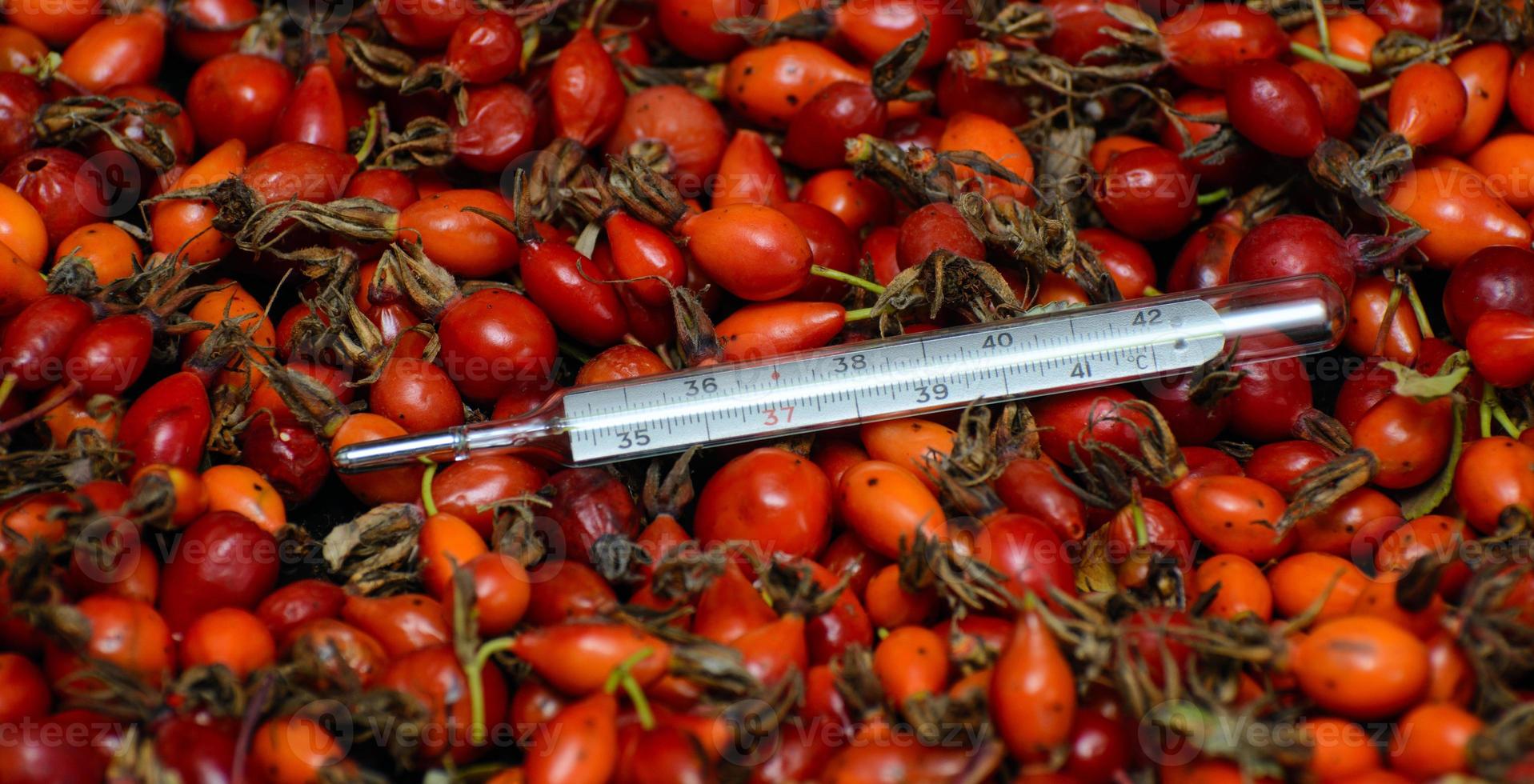 A mercury thermometer lies on the berries of a red rose hip. Concept - traditional medicine photo