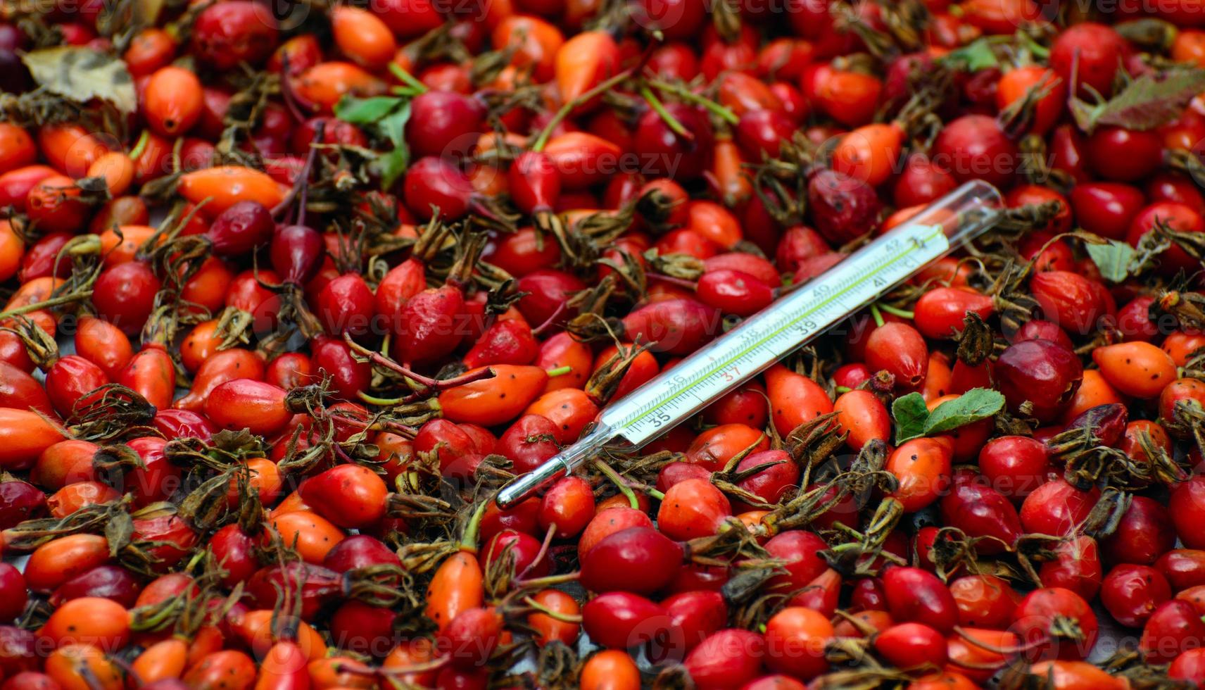 A mercury thermometer lies on the berries of a red rose hip. Concept - traditional medicine photo