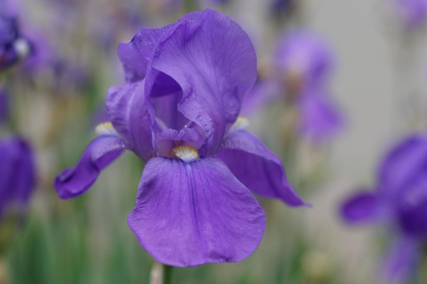 iris barbudo morado foto