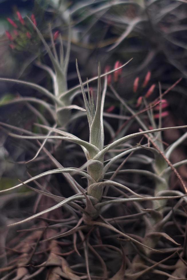 Tillandia Air Plant photo