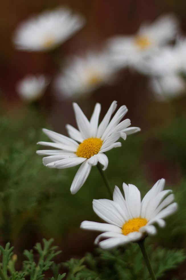 flores de margarita blanca foto