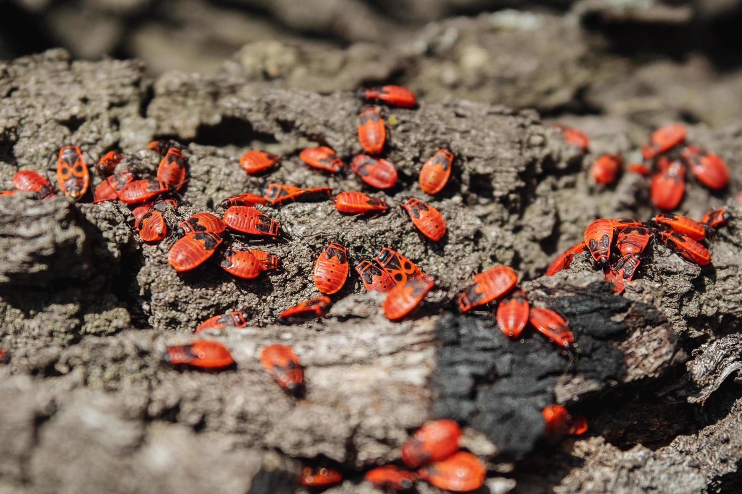 Red beetles bask in the rays of the autumn sun. photo