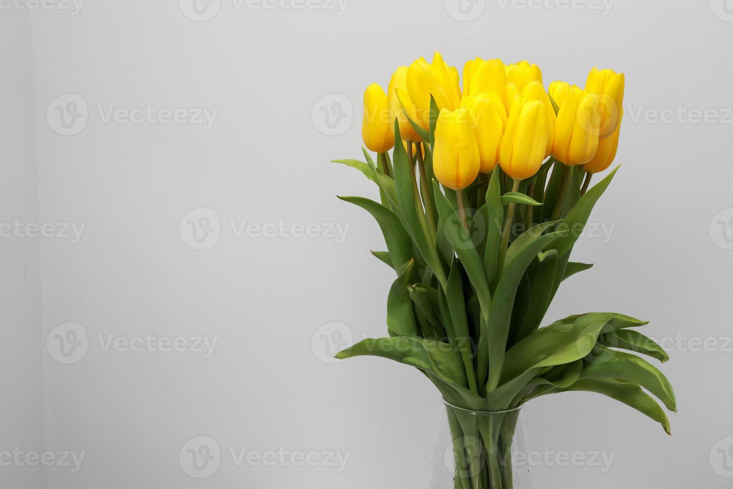 Flores de tulipán amarillo aislado sobre fondo blanco, para su diseño creativo y decoración foto