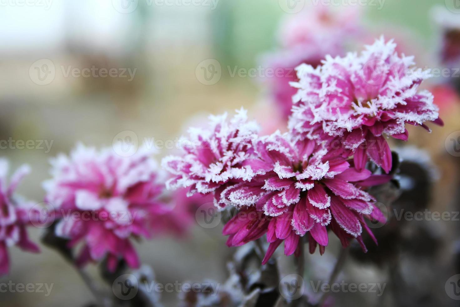 Autumn blooming flowers of pink color covered with snow. Frozen chrysanthemum flowers in the garden. pink flowers are covered with frost photo