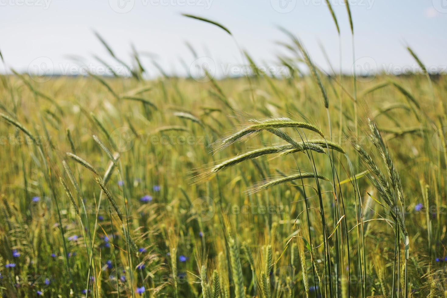 un primer plano de algunas espigas verdes en un campo de trigo que maduran antes de la cosecha en un día soleado. maduración de espigas de trigo. jugosas espigas frescas de trigo verde joven en primavera. campo de trigo verde. enfoque selectivo foto