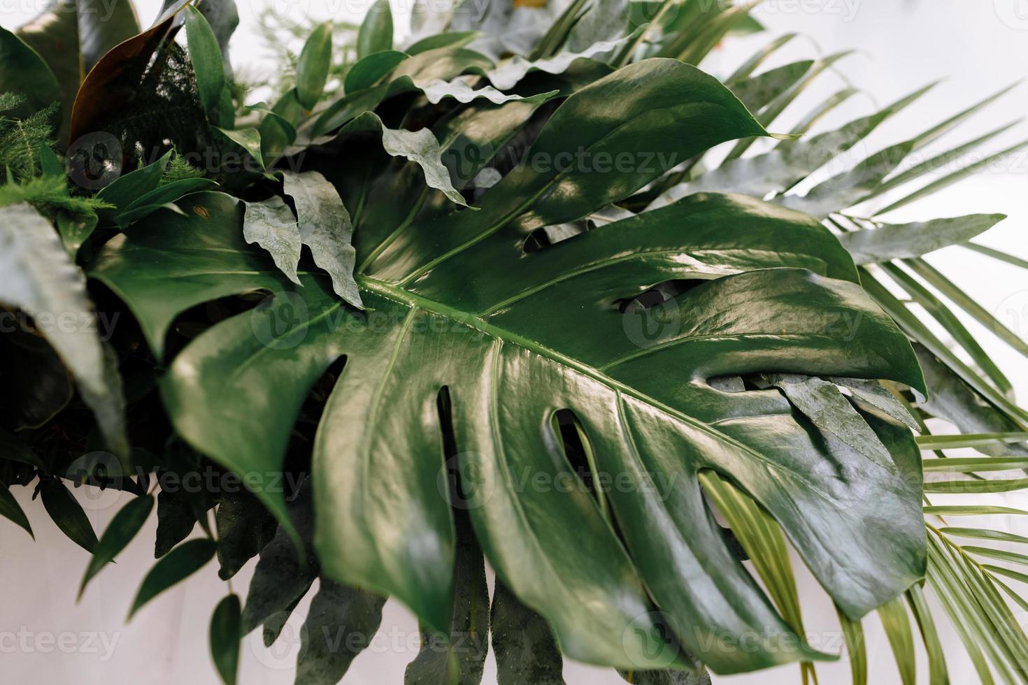 Varias hojas verdes exóticas de monstruos y palmeras para el concepto de naturaleza, conjunto de hojas tropicales aisladas sobre fondo blanco. foto